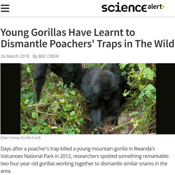 Gorillas figured-out how to dismantle poachers snares in wild